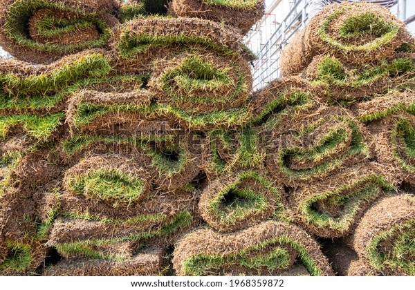 Stack Turf Grass Lawn Roll Sod Stock Photo 1968359872 | Shutterstock