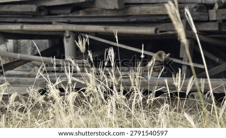 Stack of weathered lumber and bamboo behind wild pampas grass. Rough textures of wood and dry grass