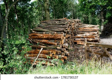 stack of wood in forest