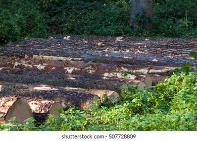 Stack of wood in the forest