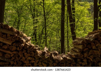 Stack of wood in the green forest. 