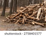 Stack of wood logs lying in forest. Pile of felled tree trunks piled up on woodland ground during winter. Forestry industry and environmental deforestation concept in nature.