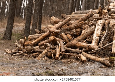 Stack of wood logs lying in forest. Pile of felled tree trunks piled up on woodland ground during winter. Forestry industry and environmental deforestation concept in nature.