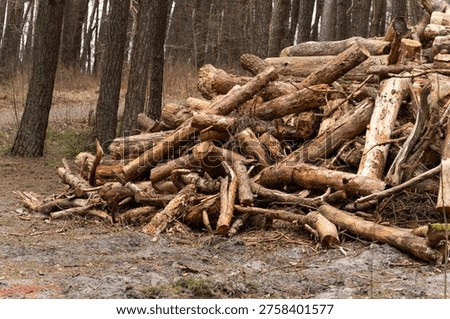Stack of wood logs lying in forest. Pile of felled tree trunks piled up on woodland ground during winter. Forestry industry and environmental deforestation concept in nature.