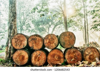 A stack of wood stored as raw material for making furniture.