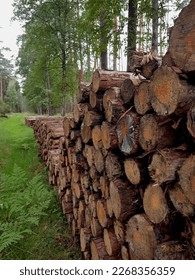 
stack of wooden decks in the forest
