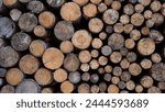 Stack of wooden stumps, tree trunks in cross-section texture wall wallpaper background - Wood storage, woods firewood hardwood timber forest long wide panorama banner pattern	