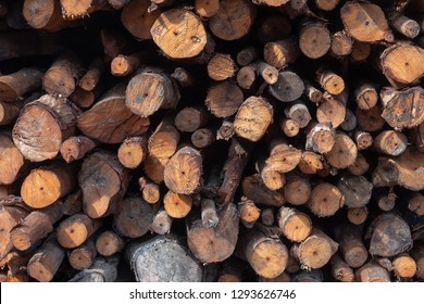 A stack of woods, mangrove woods for preparing charcoal - Shutterstock ID 1293626746