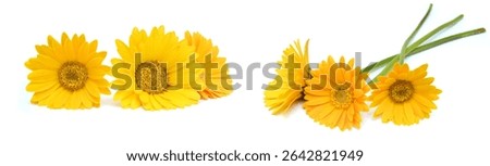 Stack yellow Gerber flowers, daisies isolated on white 