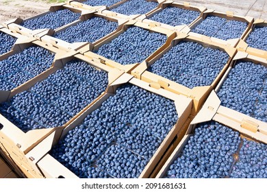 Stacked Cardboard Boxes Of Fresh Blueberries Ready For The Transportation From The Berry Farm.