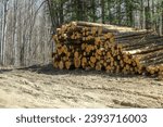 Stacked cut logs piled high awaiting trip to pulp paper mill in the Chippewa National Forest, northern Minnesota USA