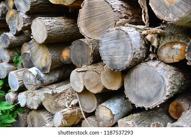 Stacked Up Logs Showing The Weathered Ends In Various Sizes After Their Removal Due To The Destructive Emerald Ash Borer.  