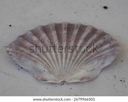Stacked Macro closeup of a seashell in full definition 