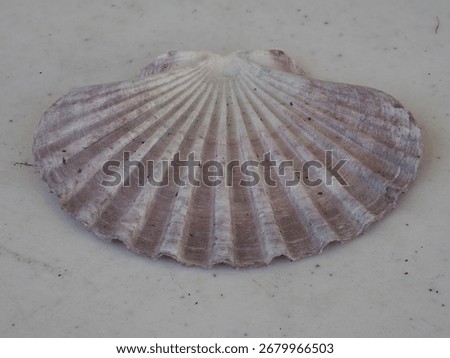 Stacked Macro closeup of a seashell in full definition 