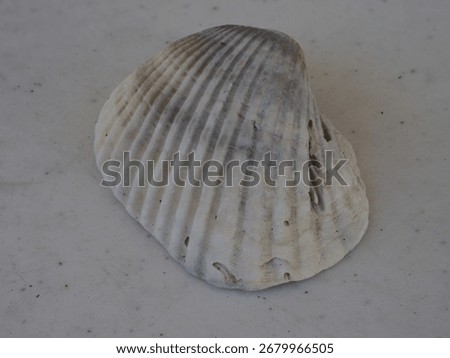 Stacked Macro closeup of a seashell in full definition 