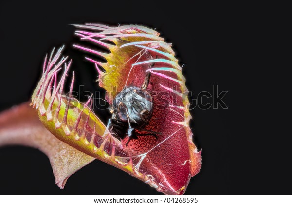 Stacked macro of Venus fly trap\
(Dionaea muscipula) with remains of captured digested\
fly