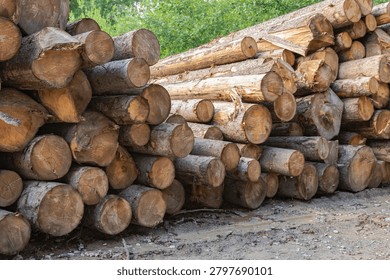 Stacked Pine Logs Prepared for Timber Processing at Forest Lumber Yard