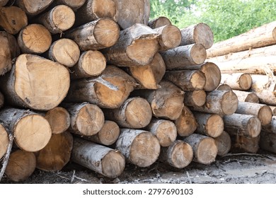 Stacked Pine Logs Prepared for Timber Processing at Forest Lumber Yard