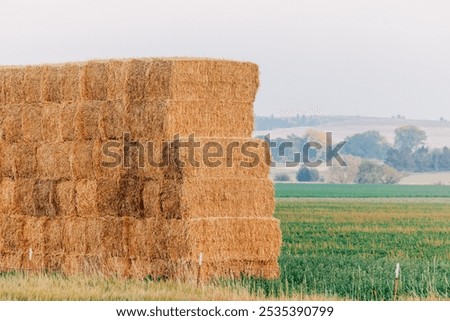Stacked rectangular hay bales in rural Western Montana