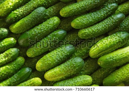 Similar – It’s pickling cucumber time again / washed pickled cucumbers