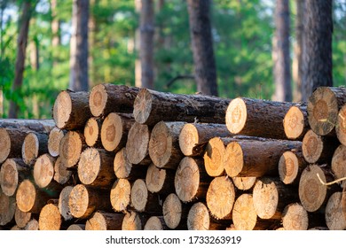 stacked tree trunks prepared in the forest, logging in the Czech Republic - Shutterstock ID 1733263919