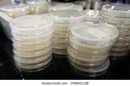 Stacks Of Culture Plates With Agar Medium On The Work Bench In A Microbiology Laboratory.                               