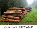 Stacks of freshly cut logs piled along a forest edge, highlighting the process of logging and timber preparation in a misty, lush green environment. The Ardennes Belgium