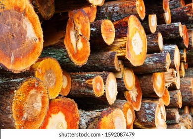 Stacks of freshly cut wood (woodpile, stacking of round wood). Timber industry. Alder timber and log yard. Red sapwood and light core
