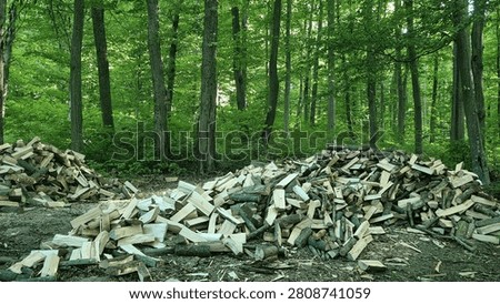 Stacks of split firewood in deciduous forest clearing. Woodland landscape photography. Firewood production, forestry and renewable fuel concept