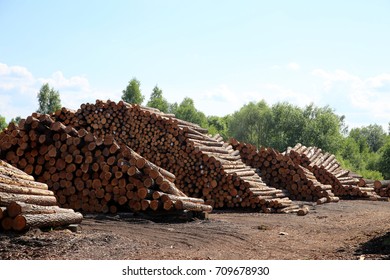 Stacks Of Wood Lumber At Saw Mill