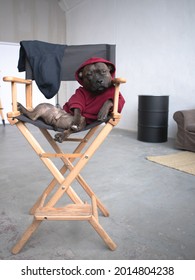 Staff Bull Dog Seat On The Directors Chair