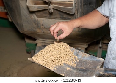 staff Quality Inspector at animal feed, check Hardness of food pellets Exit the pellet machine. Feed production