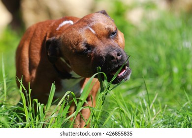 should you let your dog eat grass