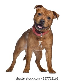 what dogs make a staffordshire bull terrier