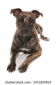 Staffordshire Bull Terrier Cross
Laying
Studio