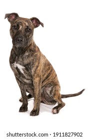 Staffordshire Bull Terrier Cross
Sitting
Studio