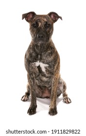 Staffordshire Bull Terrier Cross
Sitting
Studio