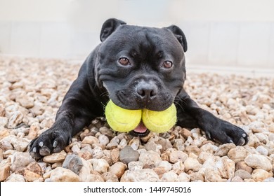 Staffordshire Bull Terrier Dog Holding Two Tennis Balls In His Mouth. He Is Lying On The Ground Looking At The Camera With His Paws Stretched Out In Front. He Looks Funny.