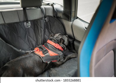 Staffordshire Bull Terrier Dog Lying Down Sleeping On The Back Seat Of A Car. He Is Weating A Harness Which Is Secured With A Clip And Strap. He Is Lying On A Dog Seat Cover.