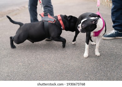 A Staffordshire Bull Terrier Dog Meets A Boston Terrier. He Is Sniffing Or Licking Her Rear End. Both Dogs Are On Leads And Wearing A Harness.