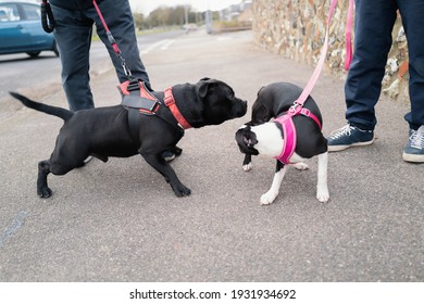 A Staffordshire Bull Terrier Dog Meets A Boston Terrier. He Is Sniffing Her Rear End. Both Dogs Are On Leads And Wearing A Harness. There Is Some Motion Blur As The Boston Turns Around.