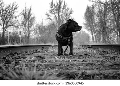 Staffordshire Bull Terrier Dog On Railway Tracks Near A Railway Yard On The Train Tracks In Black And White. Badass Dog On The Train Tracks In The Forest Woods Area