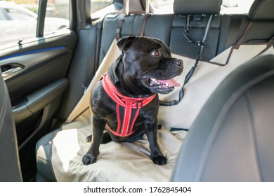 Staffordshire Bull Terrier Dog On The Back Seat Of A Car With A Clip And Strap Attached To His Harness. He Is Sitting On A Car Seat Cover.