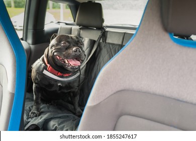 Staffordshire Bull Terrier Dog On The Back Seat Of A Car With A Clip And Strap Attached To His Harness. He Is Sitting On A Car Seat Cover. There Is Copyspace.