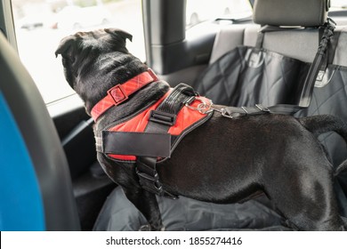 Staffordshire Bull Terrier Dog On The Back Seat Of A Car With A Clip And Strap Attached To His Harness. He Is Standing On A Car Seat Cover.