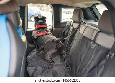 Staffordshire Bull Terrier dog on the back seat of a car with a clip and strap attached to his harness. He is standing on a car seat cover.