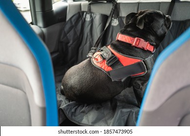 Staffordshire Bull Terrier Dog On The Back Seat Of A Car With A Clip And Strap Attached To His Harness. He Is Sitting On A Car Seat Cover.