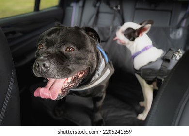 Staffordshire Bull Terrier Dog On The Back Seat Of A Car. A Defocused Boston Terrier Is Beside Him. Both Dogs Are Wearing A Harness And They Are Hooked On To The Seat. The Seat Has A Protective Cover.