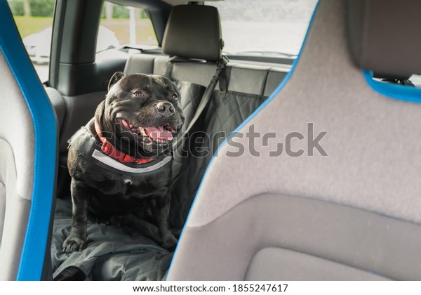 Staffordshire Bull Terrier dog on the back\
seat of a car with a clip and strap attached to his harness. He is\
sitting on a car seat cover. There is\
copyspace.