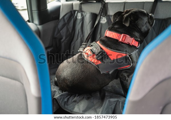 Staffordshire Bull Terrier dog on the back seat of\
a car with a clip and strap attached to his harness. He is sitting\
on a car seat\
cover.